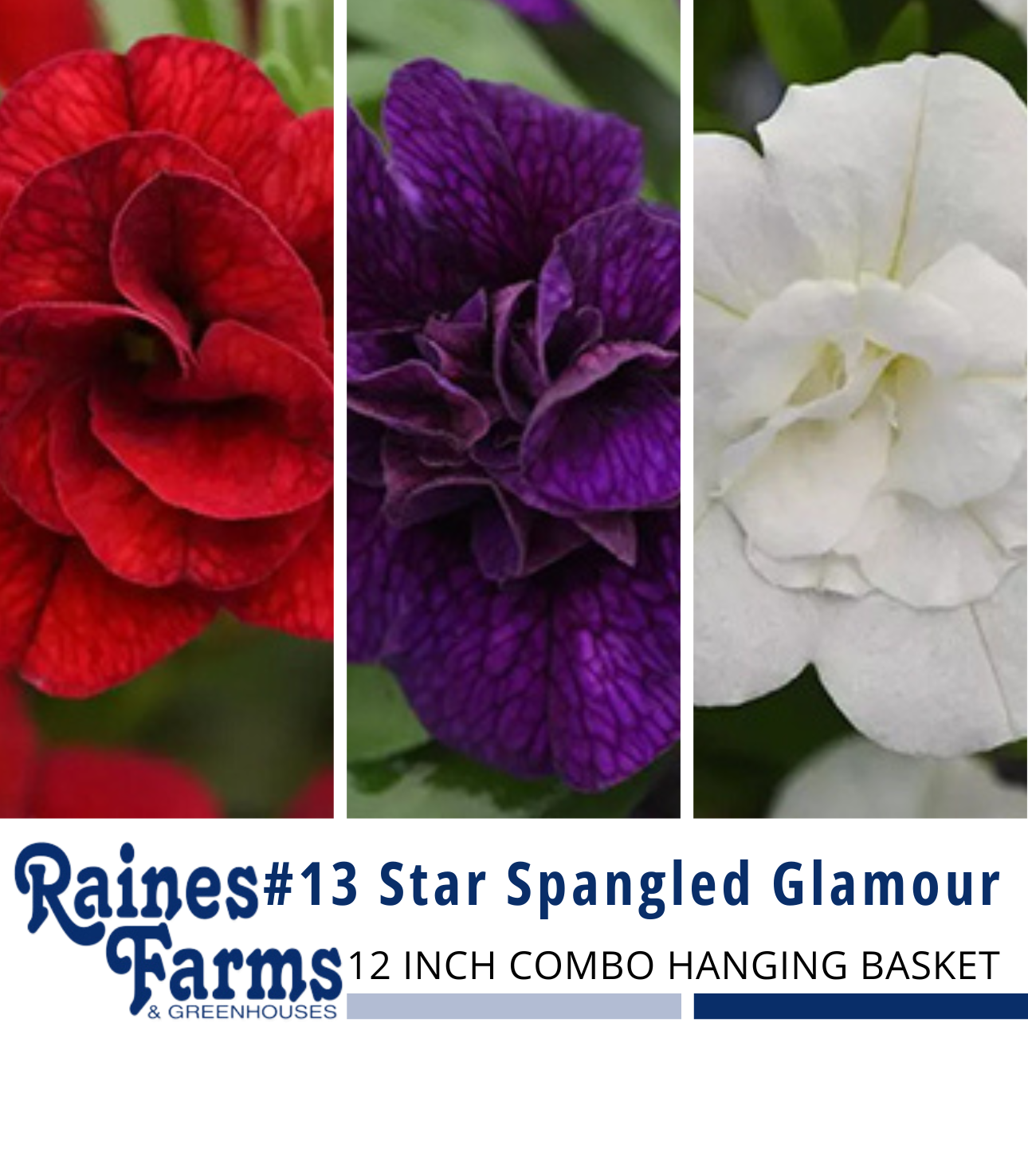 #13: Star Spangled Glamour 12 Inch Combo Hanging Basket